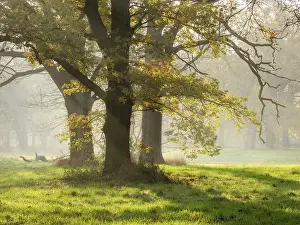 Open oak forest in autumn, sun shining through morning mist