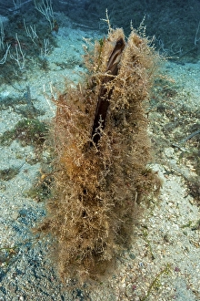Opened noble pen shell (Pinna nobilis)