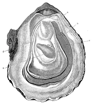 Opened oyster, Pacific oyster (Crassostrea gigas)