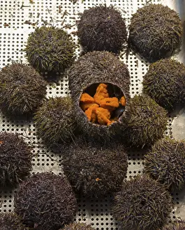 Opened sea urchin with orange-coloured interior on a metal grid
