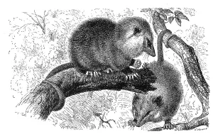 Opossum, Didelphys marsupialis