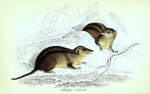 Opossum, Didelphys tristata, Historical