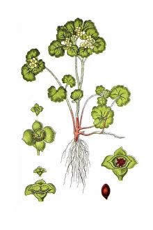 Opposite-leaved golden saxifrage (Chrysosplenium oppositifolium)