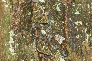 Orache Moth (Trachea atriplicis) on a tree