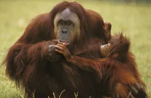 Orang bornean orangutan (Pongo pygmaeus)