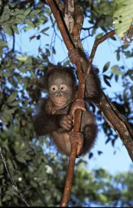 ORANG UTAN, BABY PLAYING IN TREE