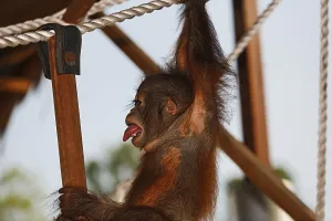 Orang-Utan care centre and quarantine facility