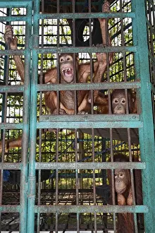 Orang-Utan care centre and quarantine facility
