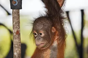 Orang-Utan care centre and quarantine facility