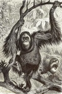 Orang Utan (Pongo pygmaeus), Borneo orangutan