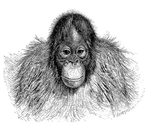 Orang Utan (Pongo pygmaeus), Borneo orangutan