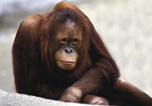 ORANG UTAN (pongo pygmaeus), FEMALE IN A ZOO