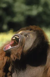 ORANG UTAN (pongo pygmaeus), MALE WITH OPEN MOUTH