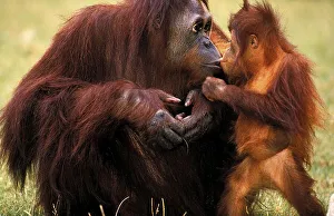 ORANG UTAN (pongo pygmaeus), MOTHER WITH BABY