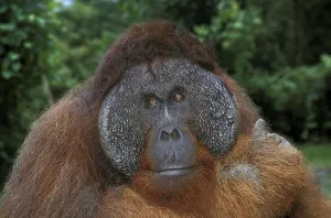 ORANG UTAN (pongo pygmaeus), PORTRAIT OF MALE