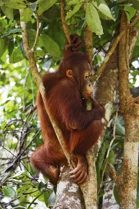 Orang-Utan (Pongo pygmaeus) in Tanjung Puting National Park