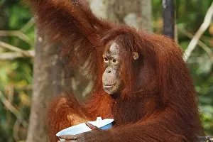 Orang-utan (Pongo pygmaeus) in Tanjung Puting national park