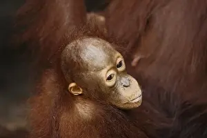 Orang-Utan (Pongo pygmaeus) in Tanjung Putting national park