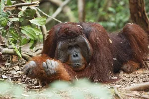 Orang-Utan (Pongo pygmaeus) in Tanjung Putting national park