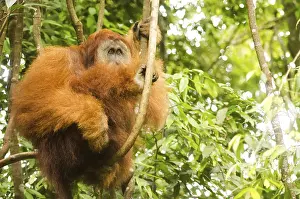 Orang utan in the wild, photo taken at indonesia
