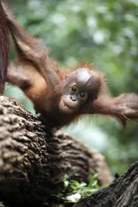 Orang Utan, young, on tree, baby Orang Utan