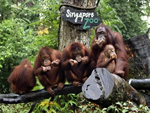 Orang-utans (Pongo), Singapore Zoo