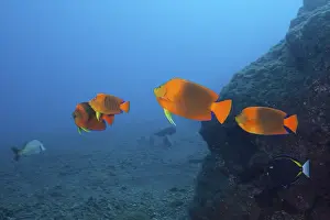Orange angelfish, Holacanthus clarionensis