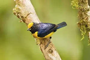 Orange-bellied Euphonia (Euphonia xanthogaster) adult male