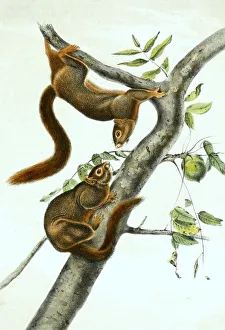 Orange-bellied Himalayan squirrel (Dremomys lokriah)