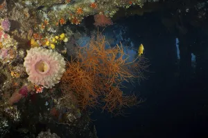 Category Wildlife DE Prints: Orange Black coral (Antipathes dichotoma) in contrast to the dark underwater environment