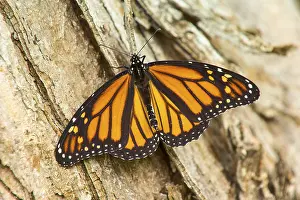 An orange and black monarch butterfly (Danaus plexippus)