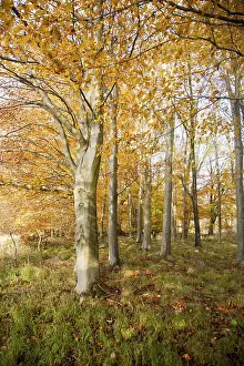 Orange brown beech tree autumn leaves Savernake Forest