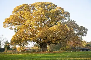 Orange brown sweet chestnut tree