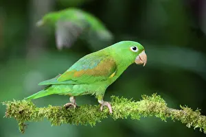 Orange-chinned Parakeet (Brotogeris jugularis) sitting on a branch