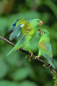 Two Orange-chinned Parakeets (Brotogeris jugularis) quarreling
