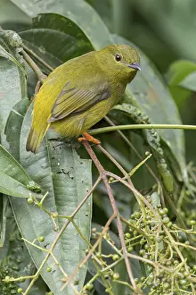 Orange-collared Manakin (Manacus aurantiacus) perched on a branch in Panama