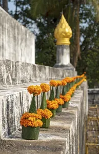 Orange-colored marigold flowers used to pay respect and homage to Buddha