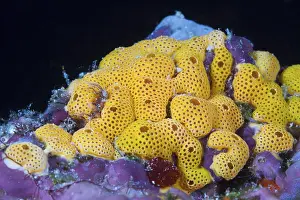 Orange-coloured sea squirt colony