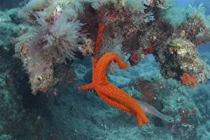 Orange-coloured starfish (Hacelia attenuata)