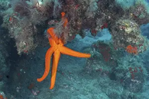 Orange-coloured starfish (Hacelia attenuata)