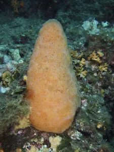 Orange cone-shaped sea squirt (Aplidium conicum) on a reef