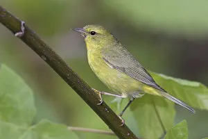 Orange-crowned Warbler (Leiothlypis celata)