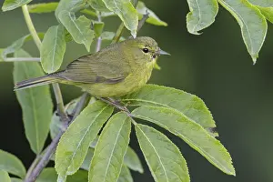 Orange-crowned Warbler (Vermivora celata) perched on a branch in Seward
