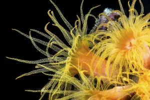 Orange Cup Coral (Tubastraea coccinea)