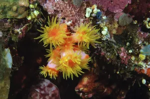 Orange Cup Coral (Tubastraea coccinea)
