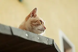 Orange felidae (Felis catus) looking relaxed from a roof outside