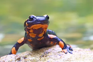 Orange Fire salamander (Salamandra salamandra)