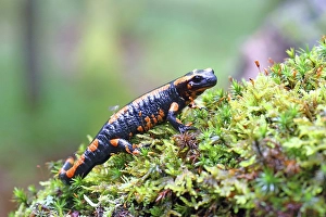 Orange Fire salamander (Salamandra salamandra)
