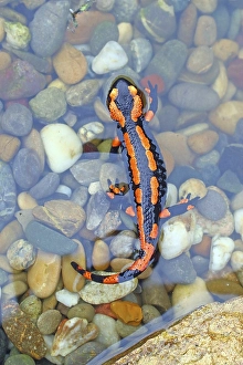 Orange Fire salamander (Salamandra salamandra)