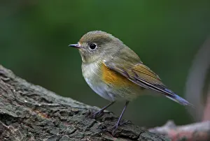 Orange-flanked Scrub Robin (Tarsiger cyanurus) immature